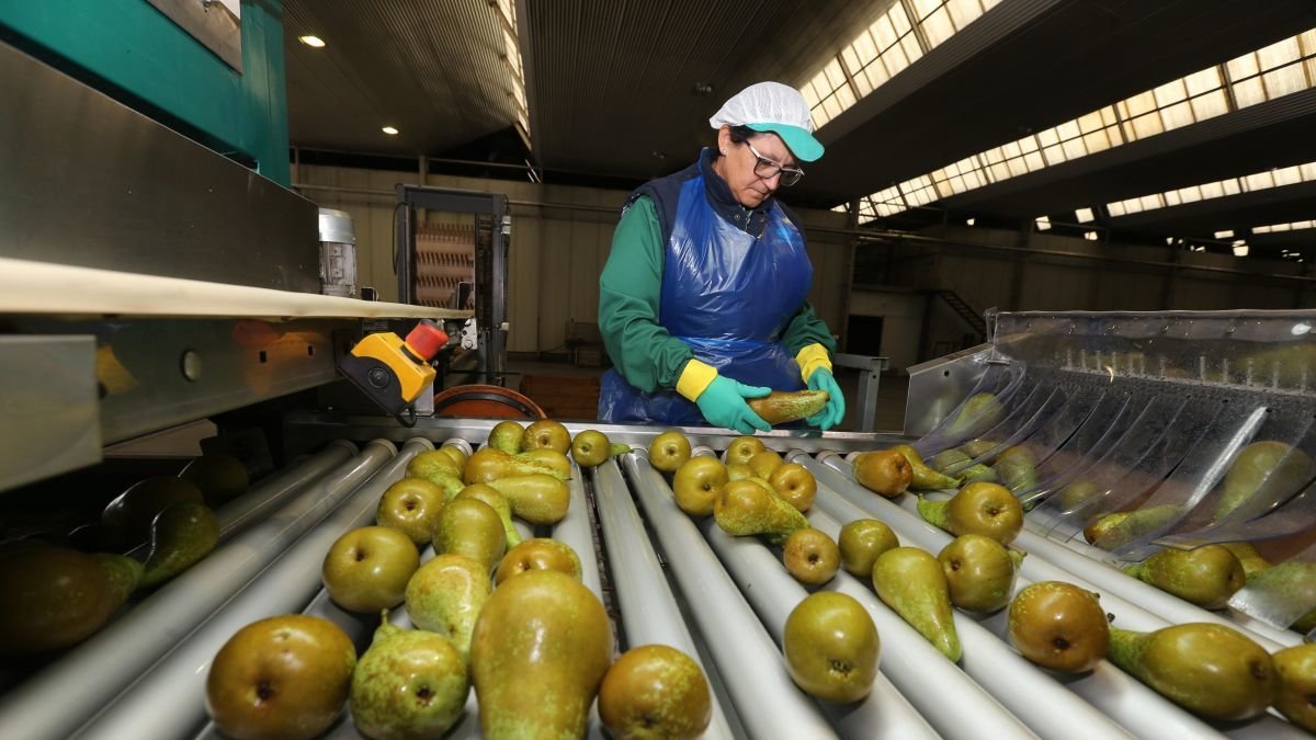 La recogida de la Pera Conferencia es a finales de agosto.