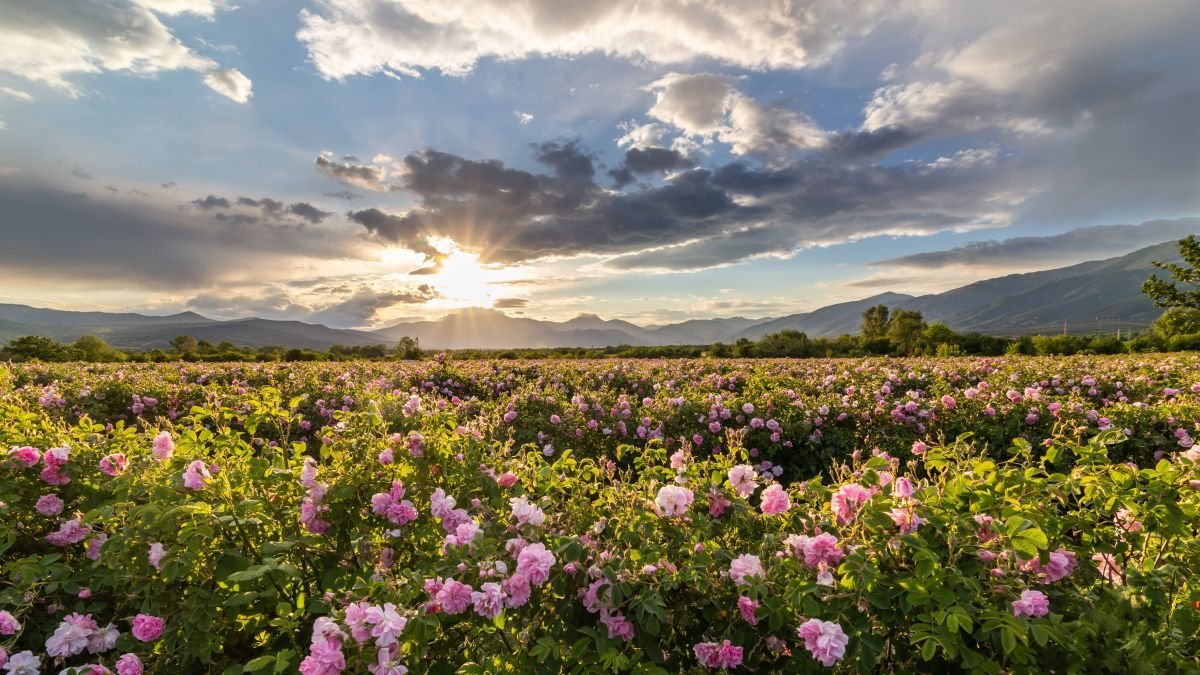 Puesta de sol sobre un valle de rosas en Bulgaria, atractivo turístico del país.