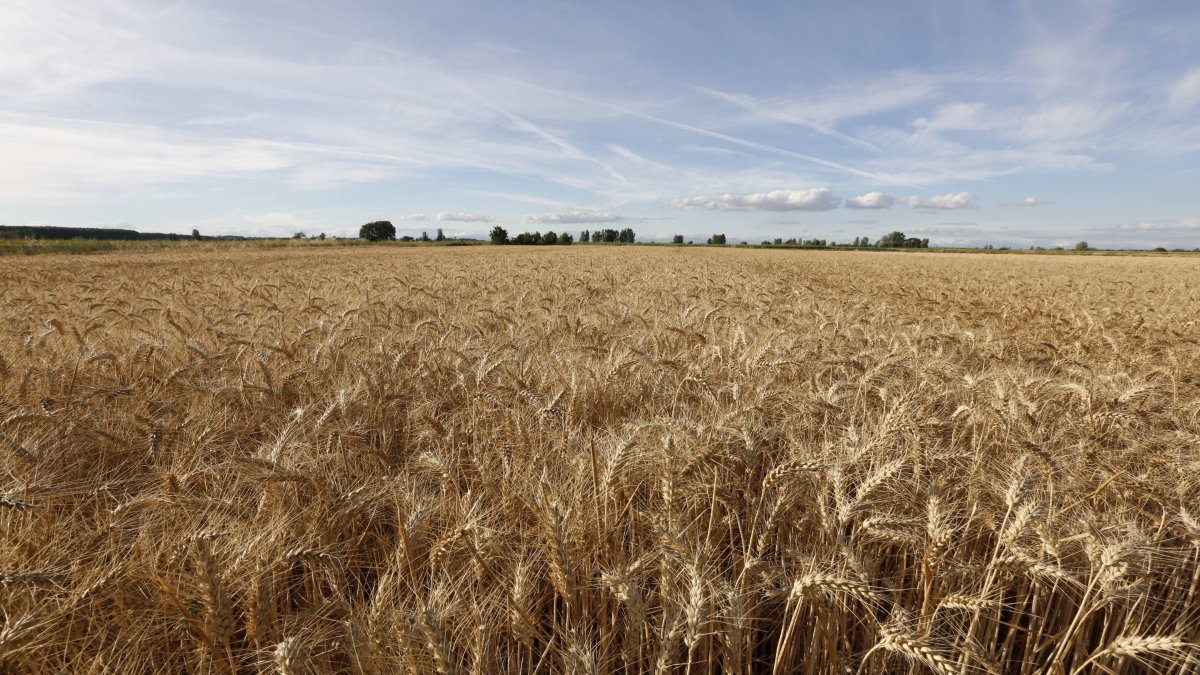 Campo de trigo en León