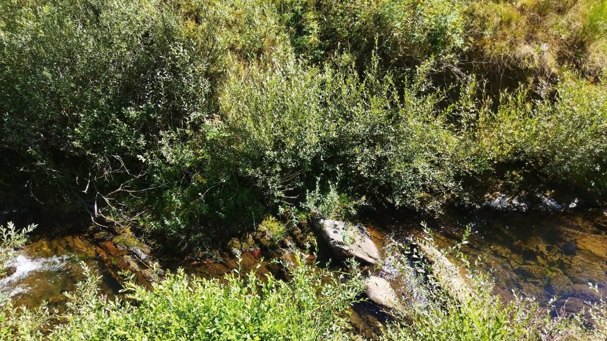 El río Cosoya atraviesa Casasuertes.