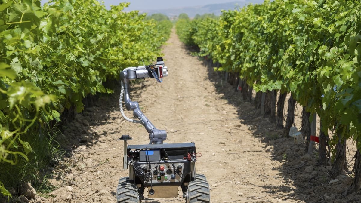 La viticultura española ya utiliza robots con inteligencia artificial para mejorar su producción.
