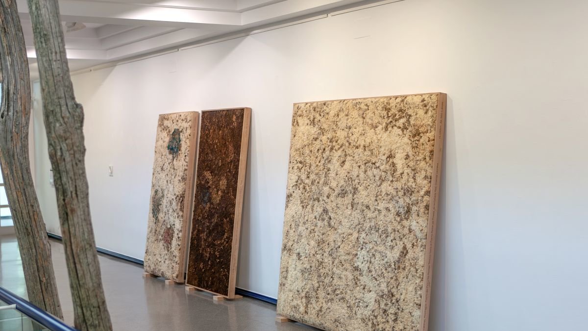 Instalación 'Filogramas' dentro de la exposición 'Verde, pulpa, riqueza'.
