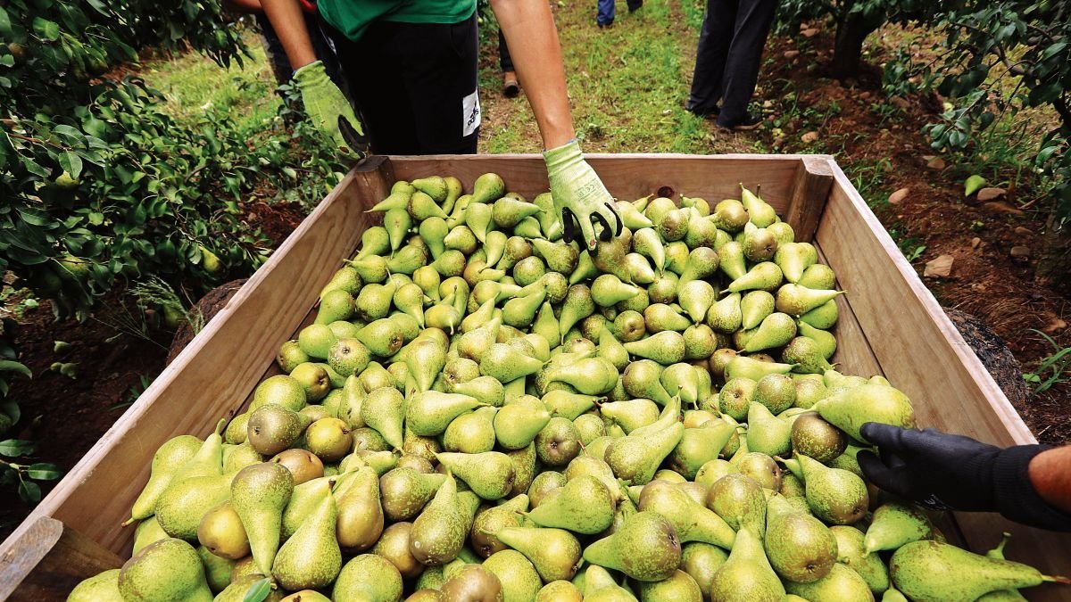 La pera conferencia es una de las frutas más demandadas.