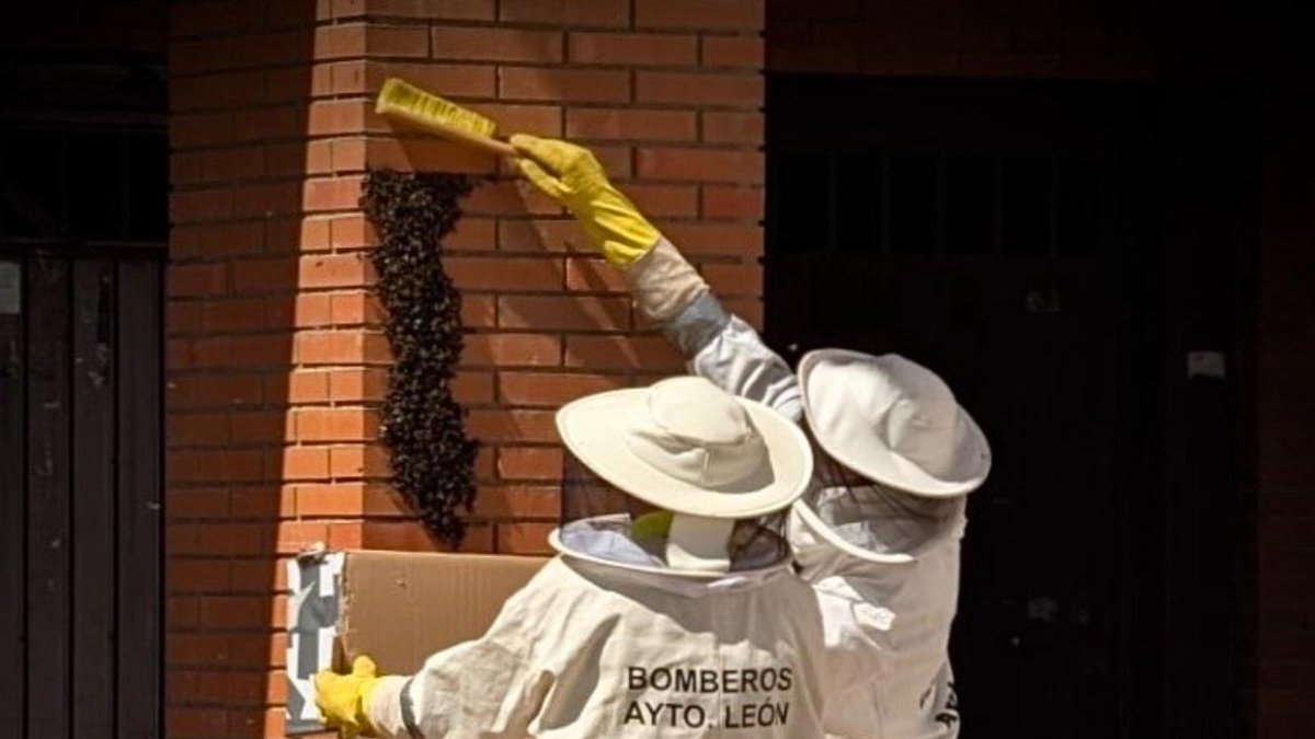 Los Bomberos de León retiran un enjambre.