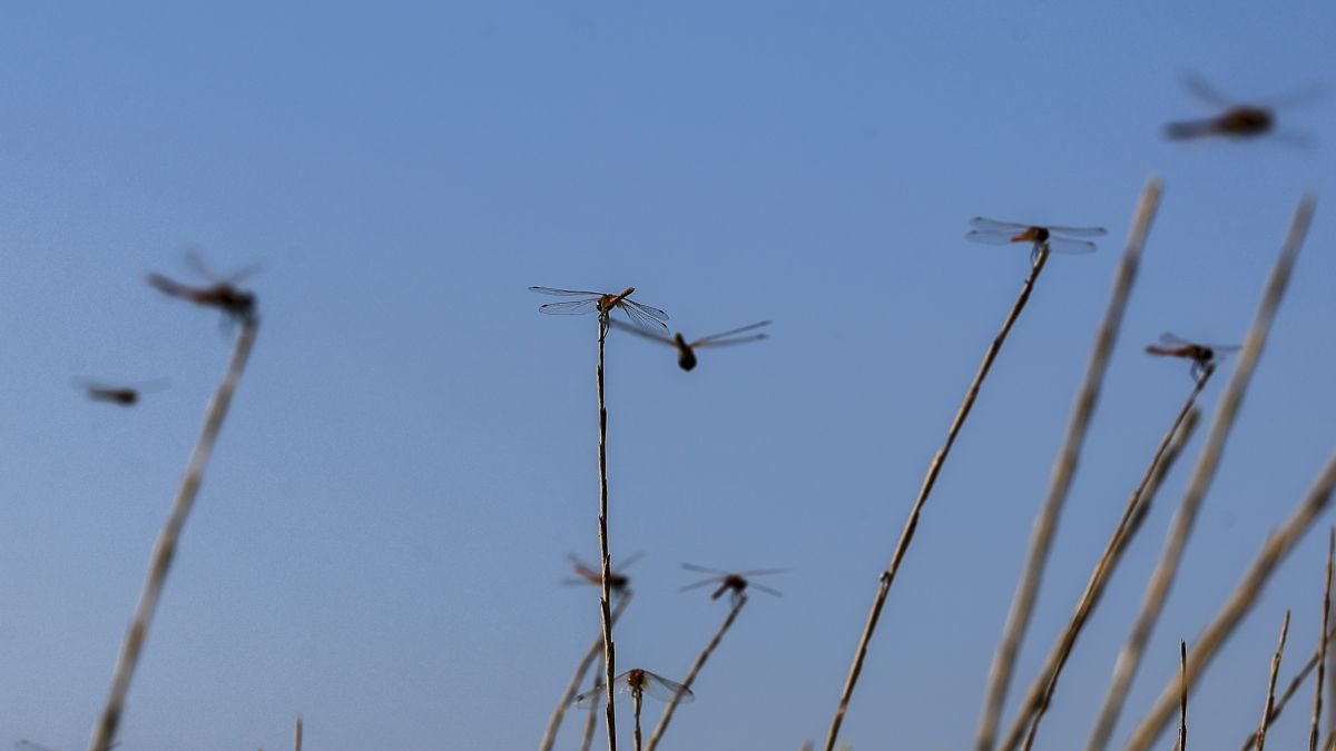 Mosquitos y libélulas en una albufera.