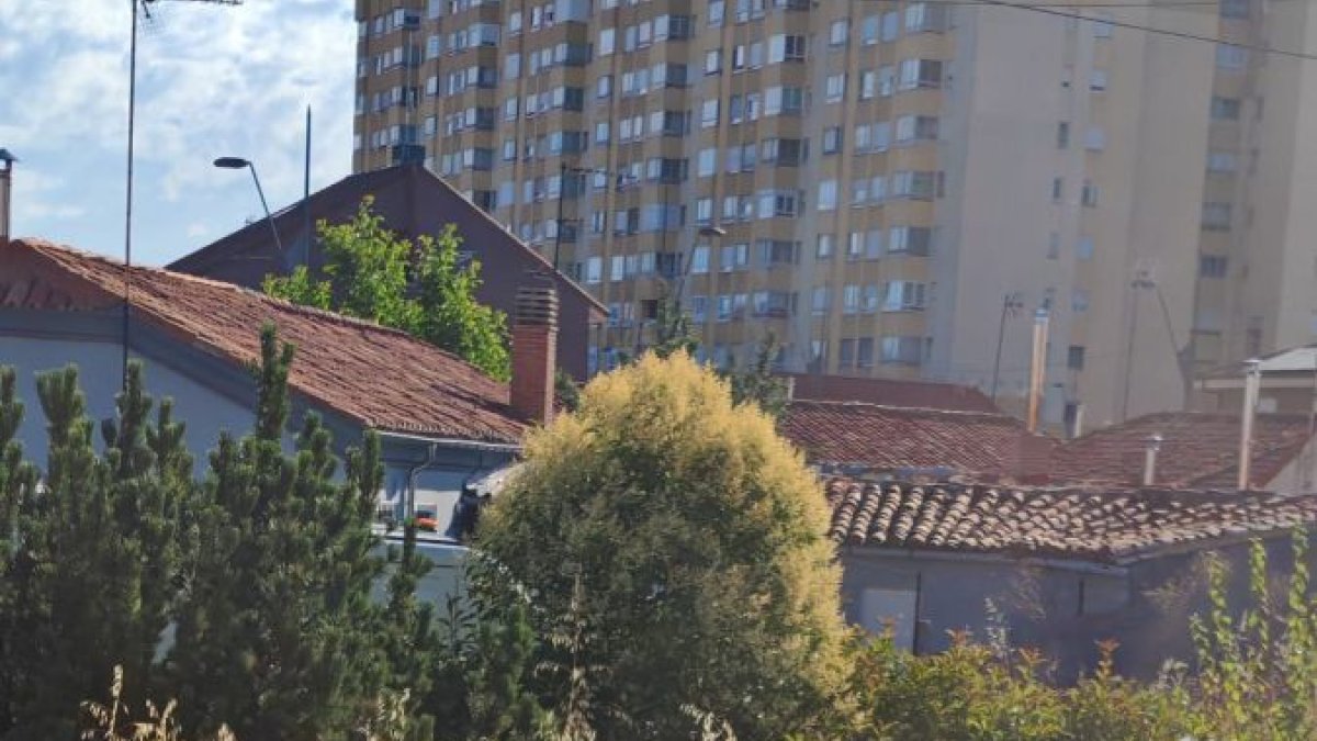 El operario de jardines, tapado a la derecha por las hierbas «gigantes».