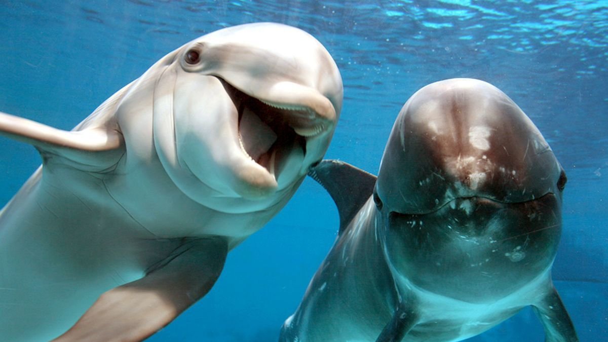 Cada 23 de julio se celebra el Día Mundial de las Ballenas y los Delfines.