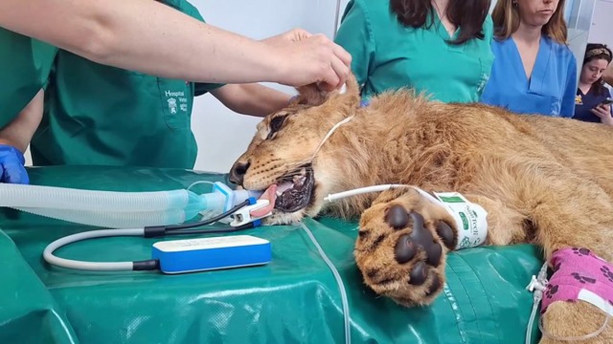 Así tratan a dos leones con problemas de movilidad en el Hospital Veterinario de León