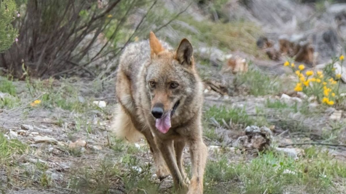 Un lobo en la Sierra de la Culebra.
