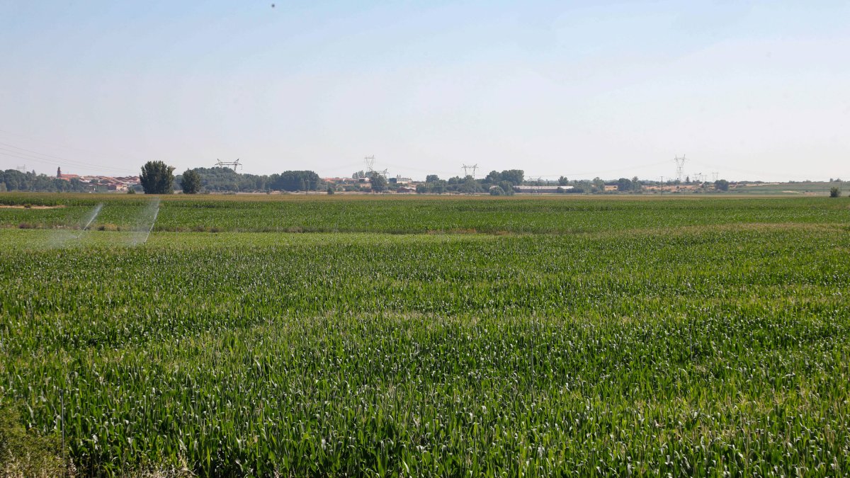 Maizales en León