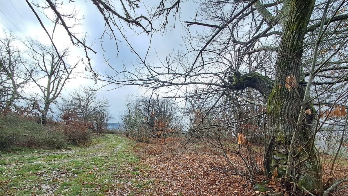 Camino de Páramo a Corbón del Sil donde se buscará a José Francisco Castro, que estaba huido en el monte.