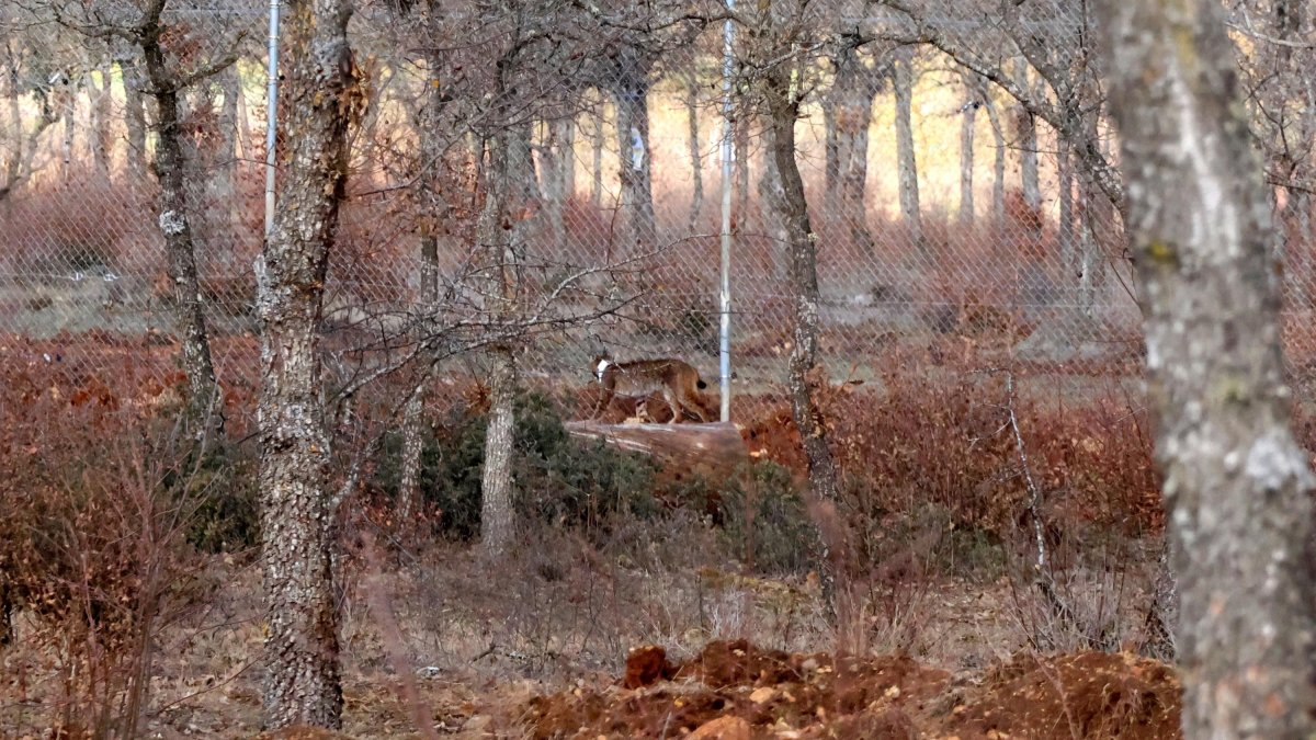 Archivo - Dos ejemplares de lince ibérico liberados en el Cerrato palentino.