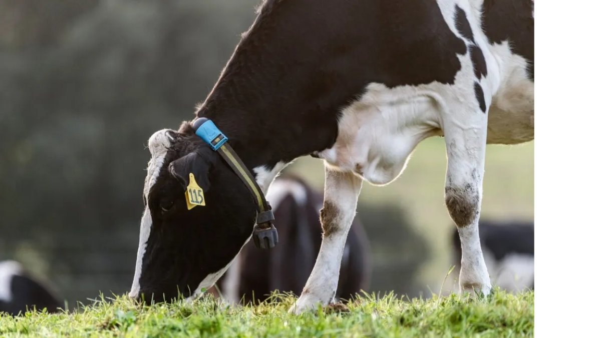 Una vaca con el collar inteligente.
