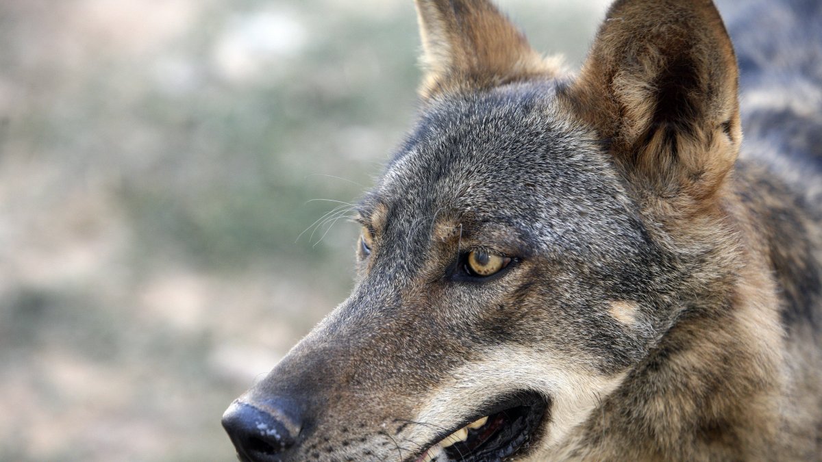 Las posturas sobre la especie siguen enfrentadas.