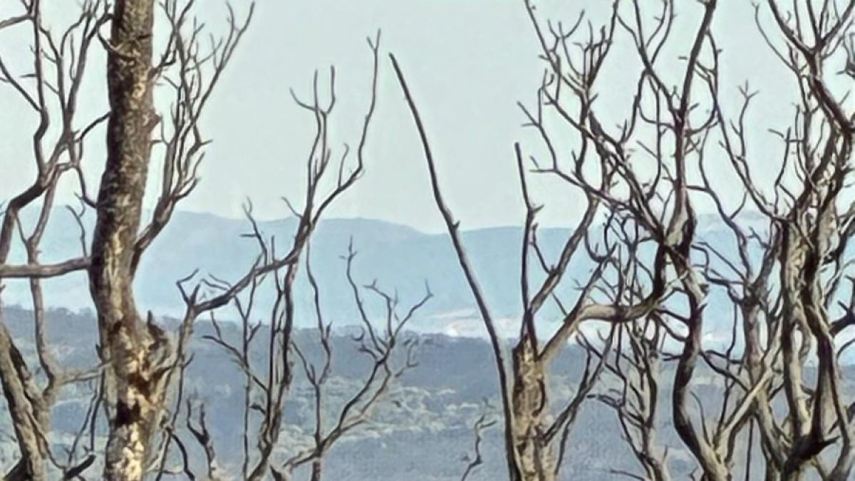 Imagen de un ciervo en un bosque esquilmado por el fuego.