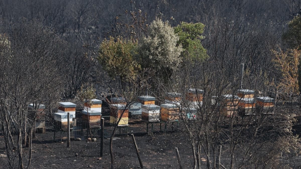 Miles de colmenas han quedado arrasadas por las llamas, lo que va a provocar un drama lagoral. En la imagen, Voces.
