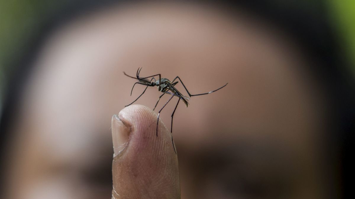 Plano detalle de un mosquito del género Toxorhynchites (Toxo).