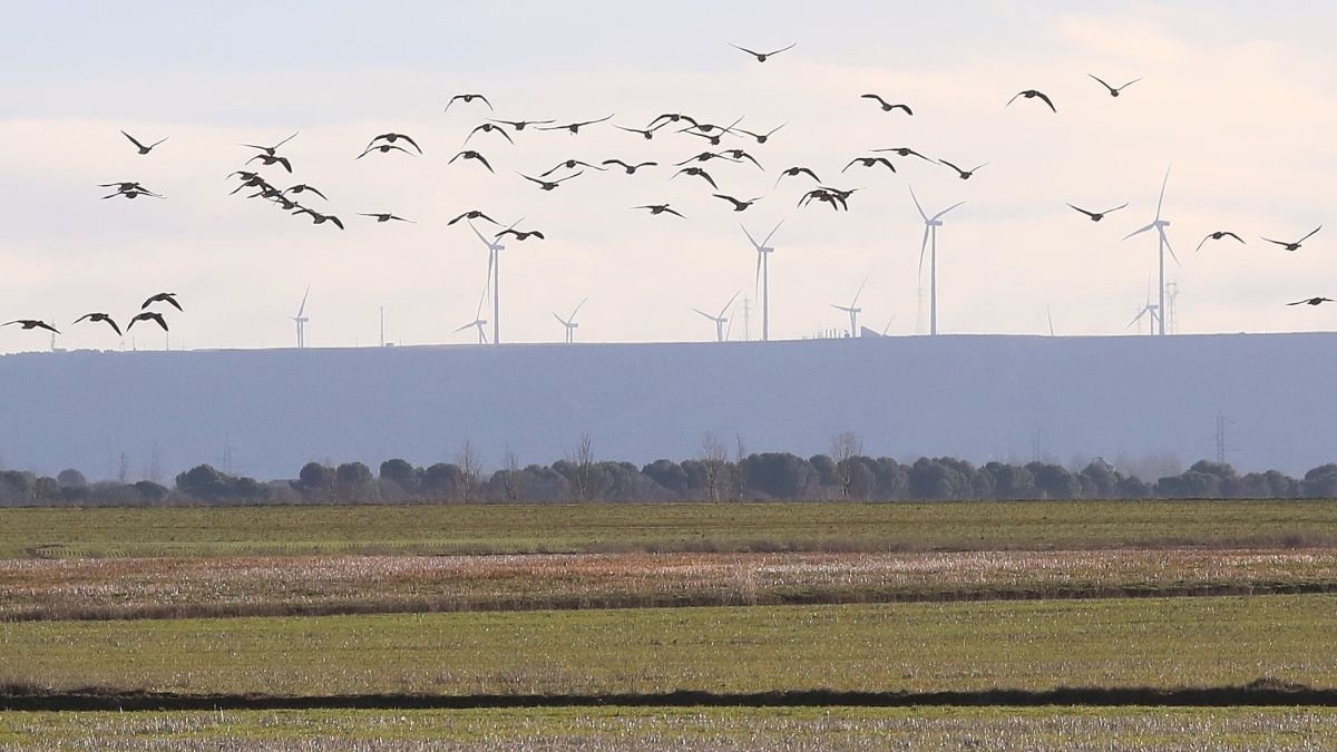 Aves en la laguna de la Nava, en Fuentes de Nava, en Palencia.