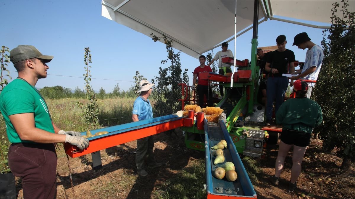 Recolectores de pera conferencia, ayer sábado en la zona de Carracedelo.