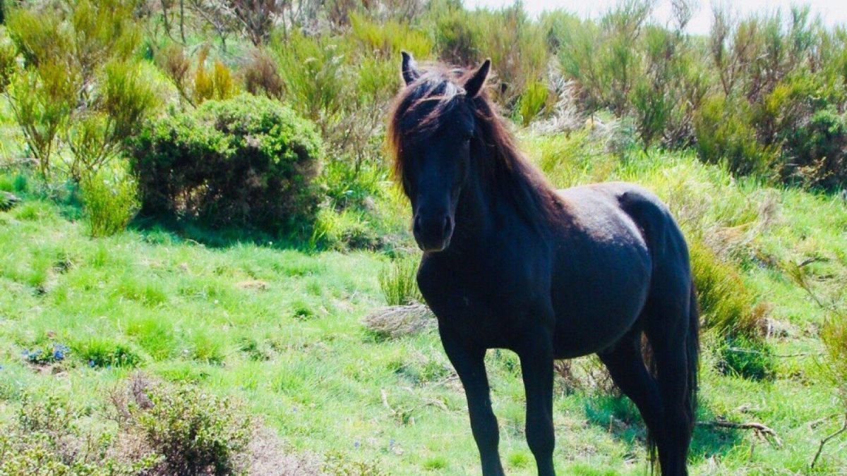 Cría de caballo en la Reserva de Anciles (Riaño).