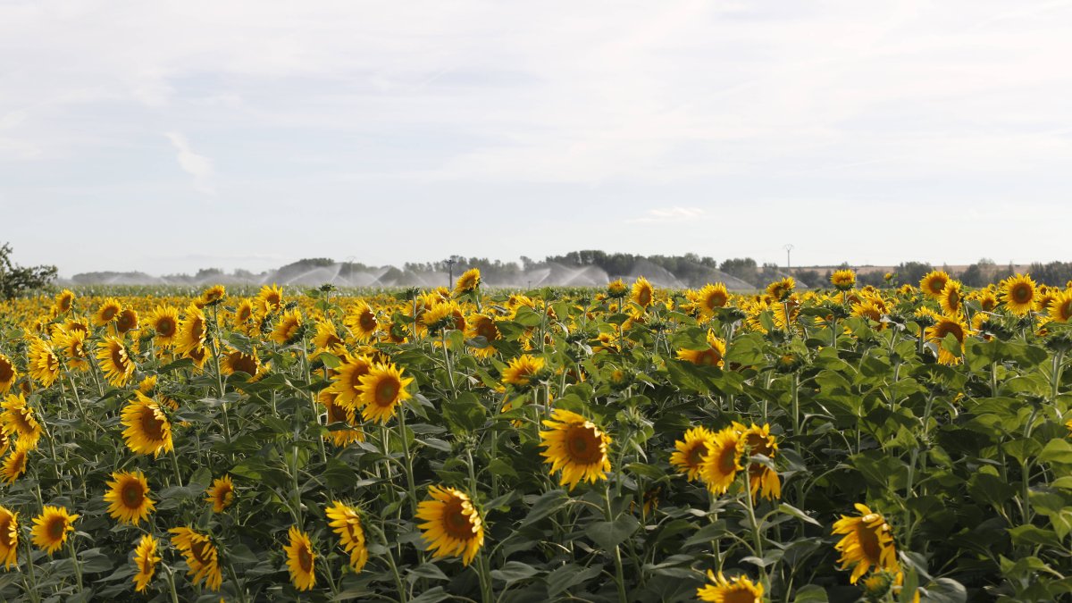 Cultivo de girasol en León