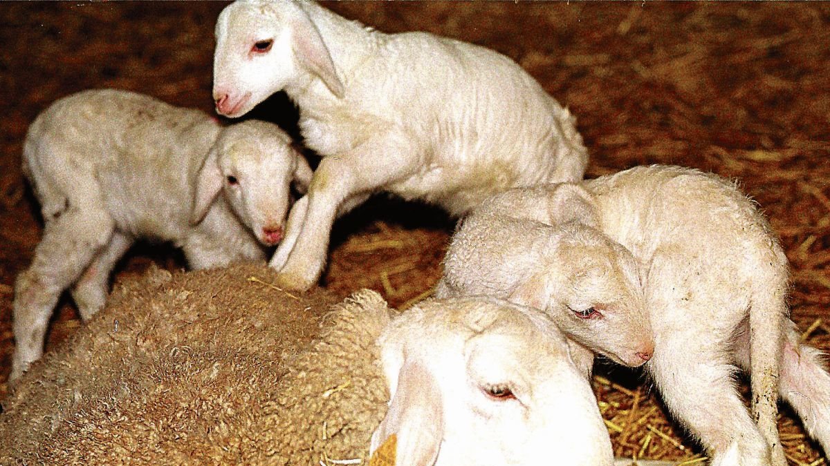 Corderos y una oveja en una explotación ovina.