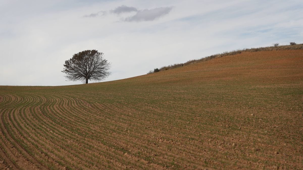 Un campo sembrado de cereal en San Adrián del Valle. El cereal ha tenido un buen año de cosecha.