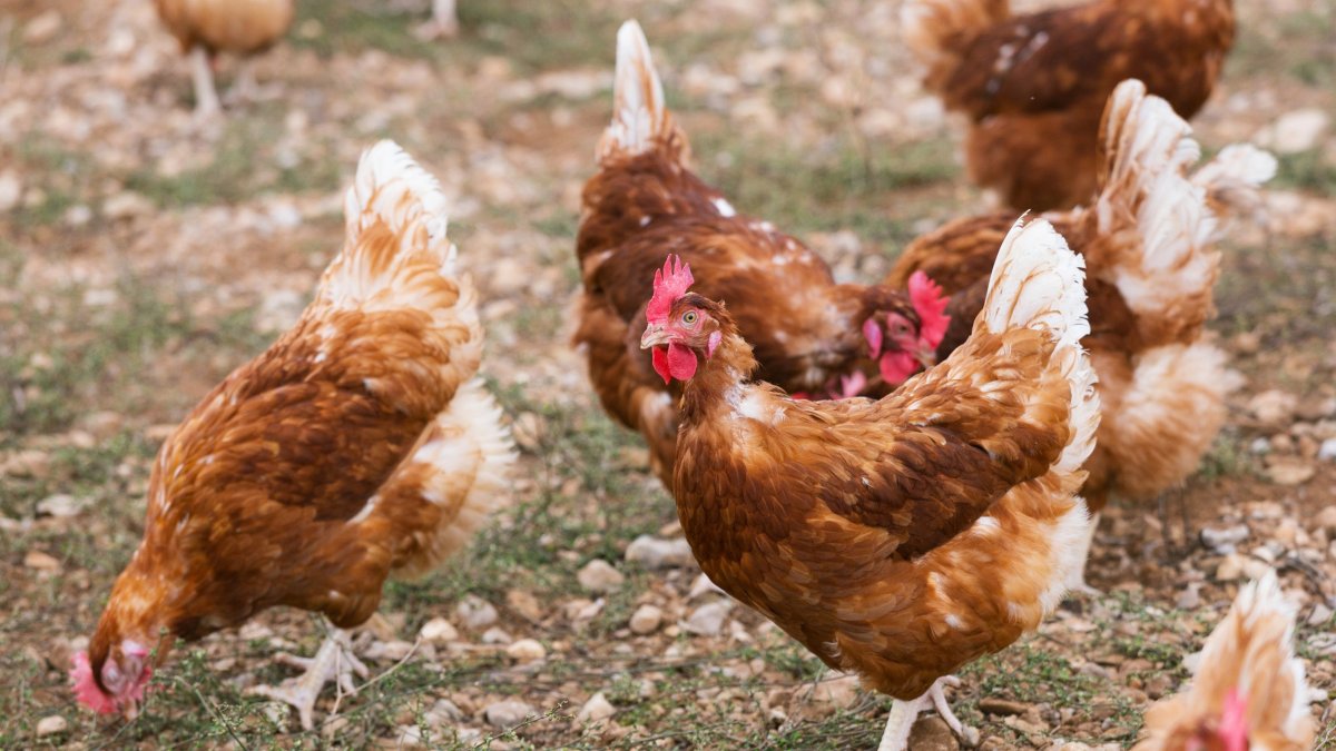 Un grupo de gallinas.