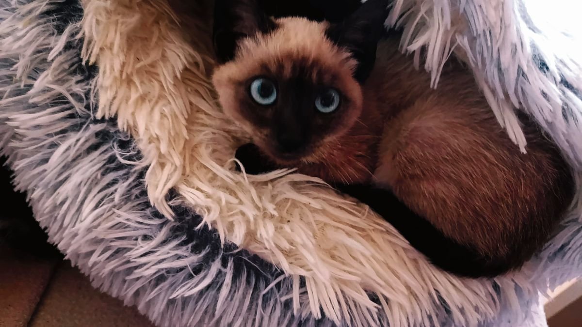 La gata Ulla.