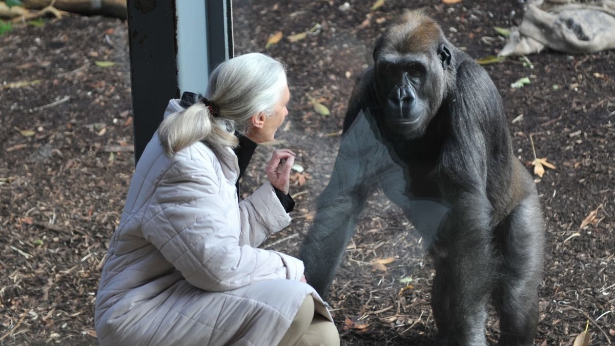 Jane Goodall en un zoo de Melbourne en 2011 con un gorila.