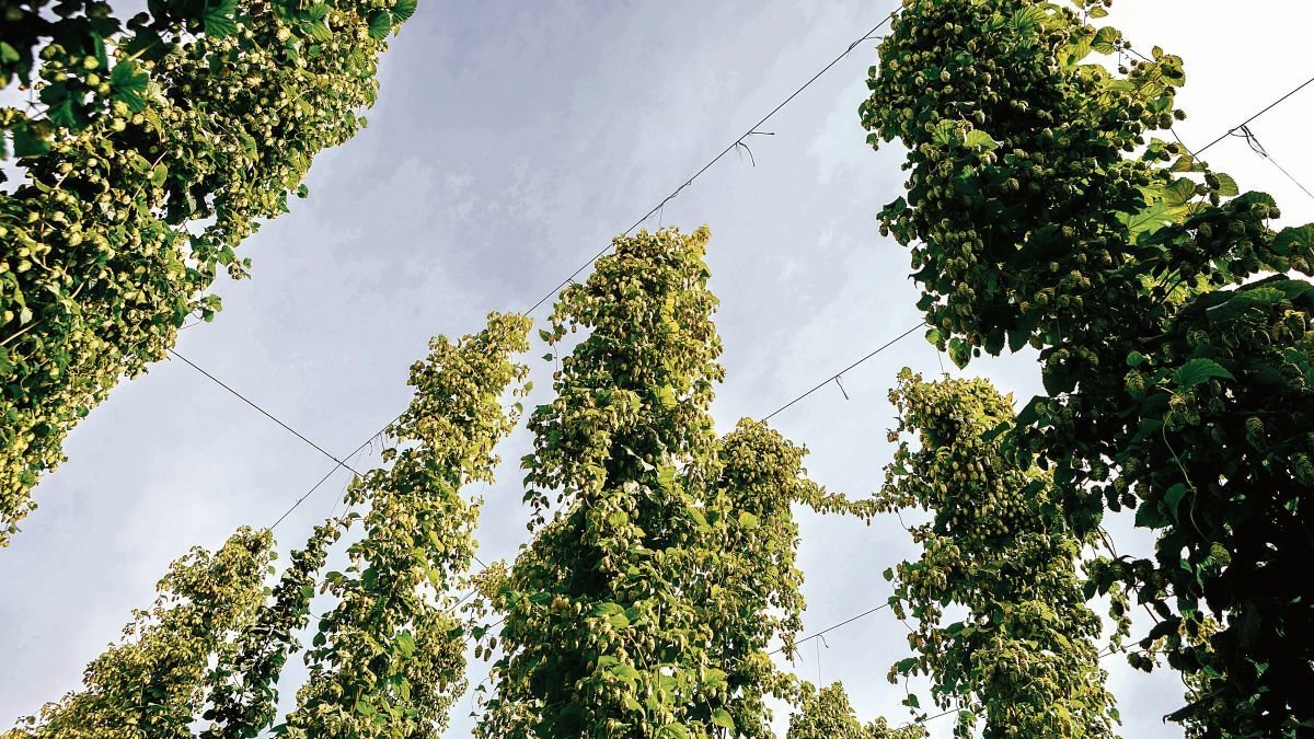 Trepas de lúpulo a punto de ser recogidas en una plantación de la ribera del Órbigo.