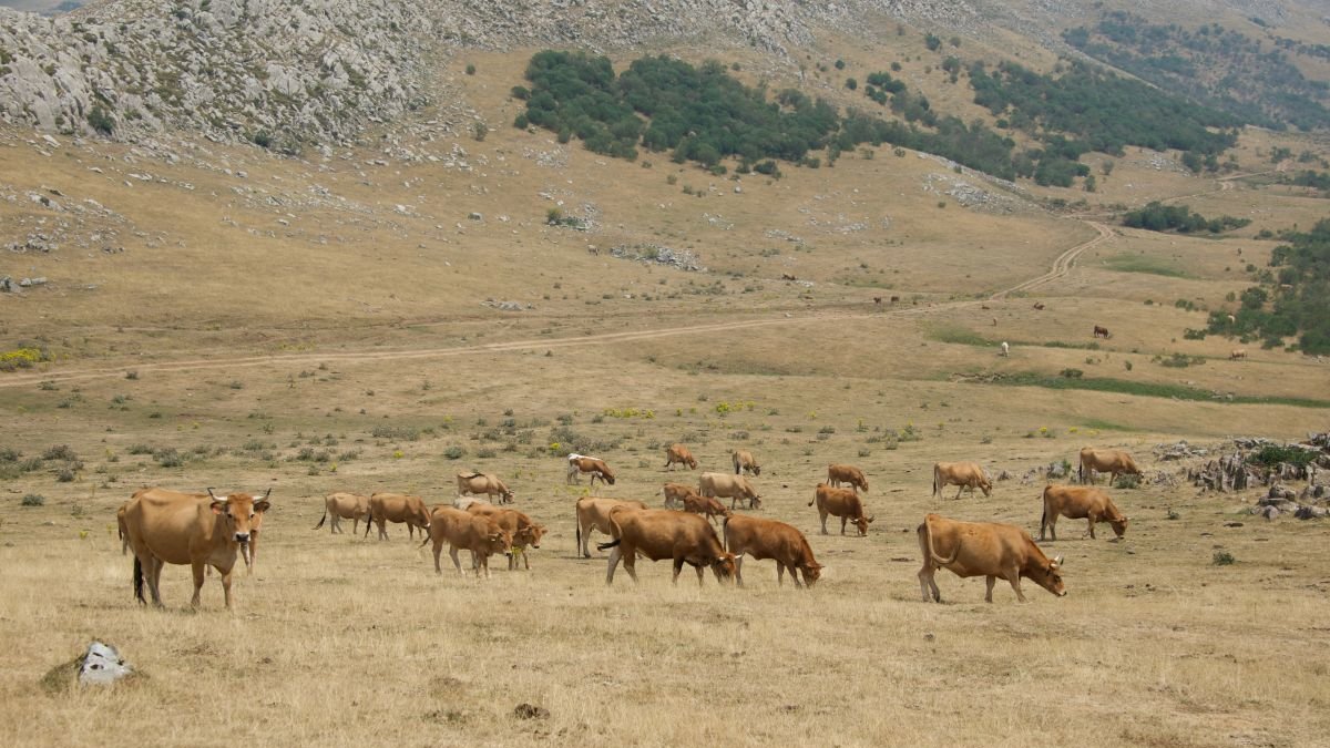 Imagen tomada en agosto de este año de ganado asturiano en el puerto de Pinos, en León.