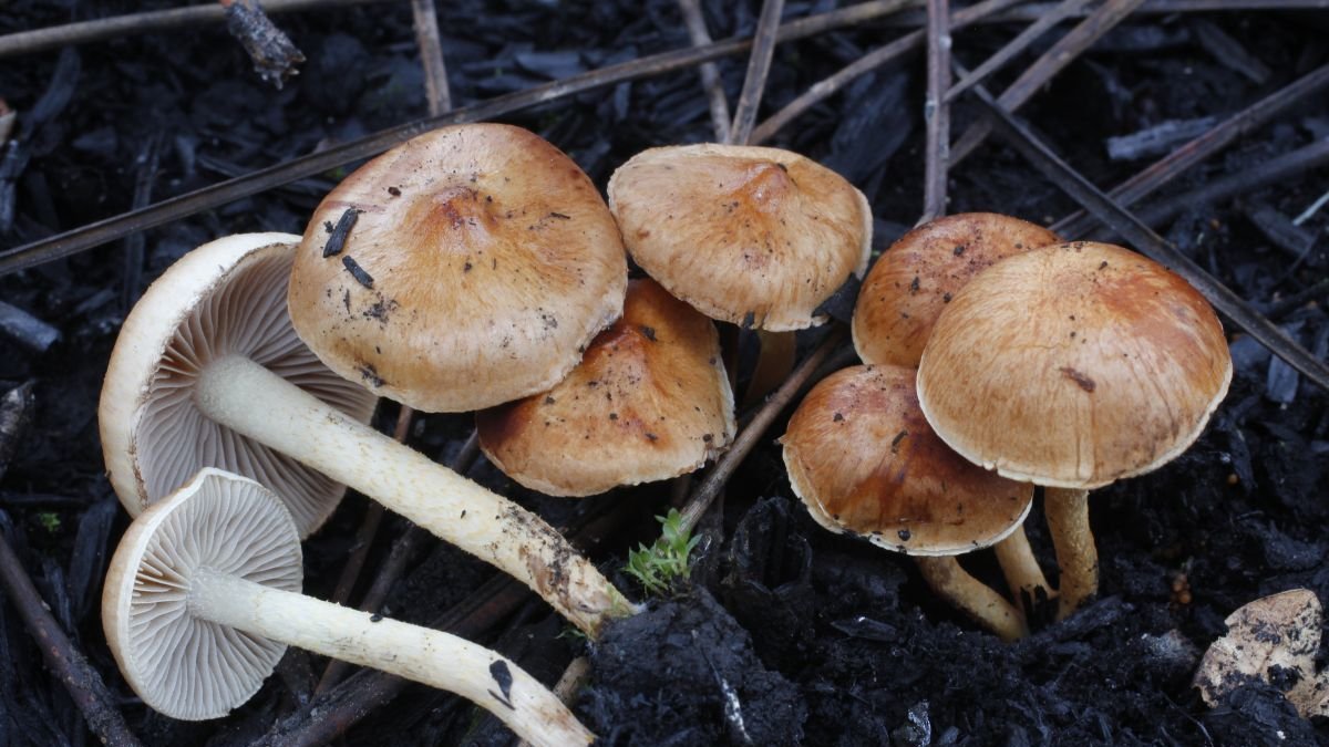 Varios ejemplares de Philiota carbonaria en un soto de tierra quemada.