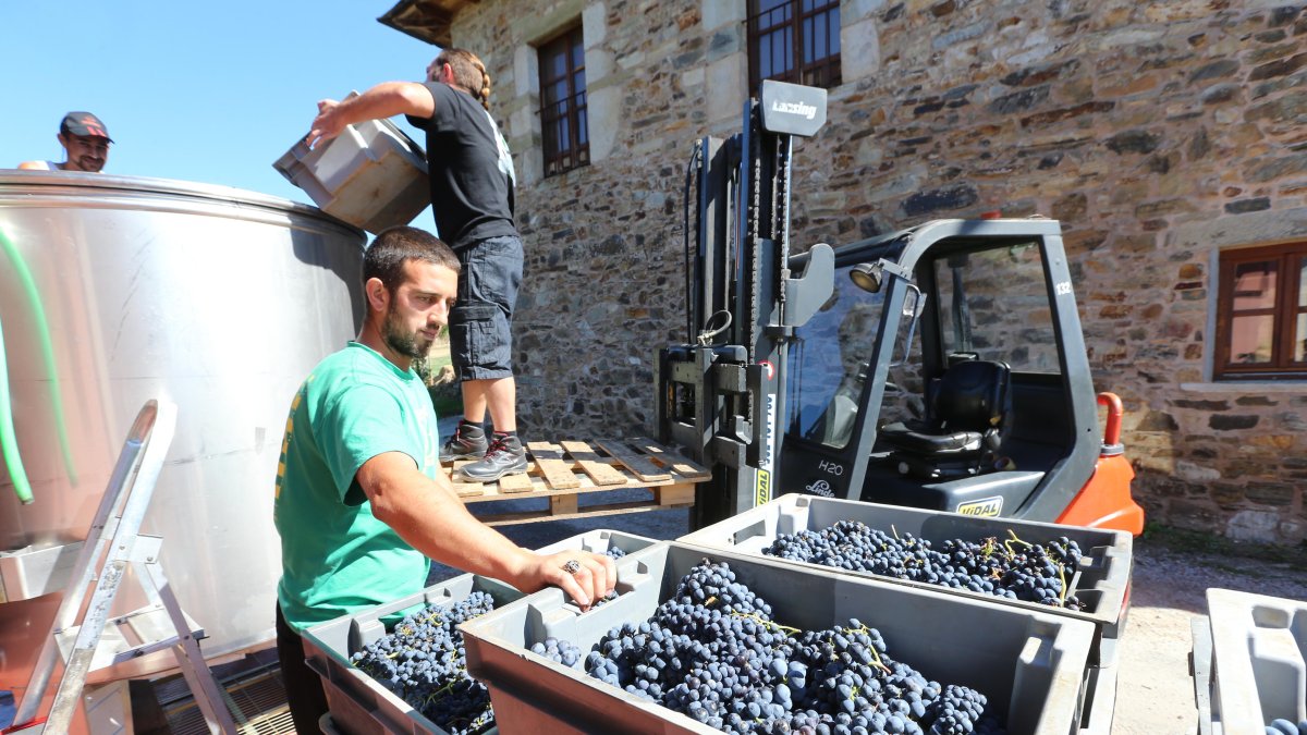 Entrada de uva en una bodega berciana.