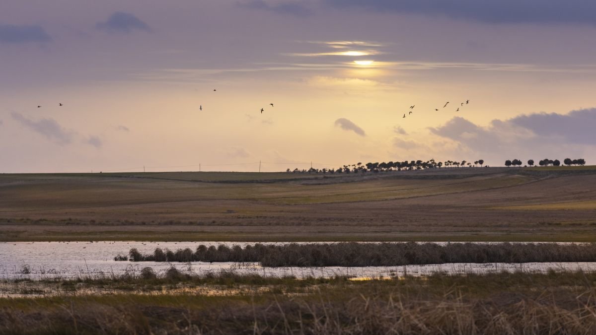 La transmisión procede de las aves silvestres.