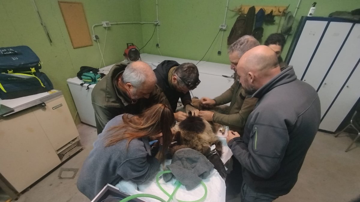 Reintroducida en el medio natural la osezna Alba, tras su adaptación los últimos tres meses en el recinto de aclimatación de osos pardos de la Junta de Castilla y León en Valsemana, León.