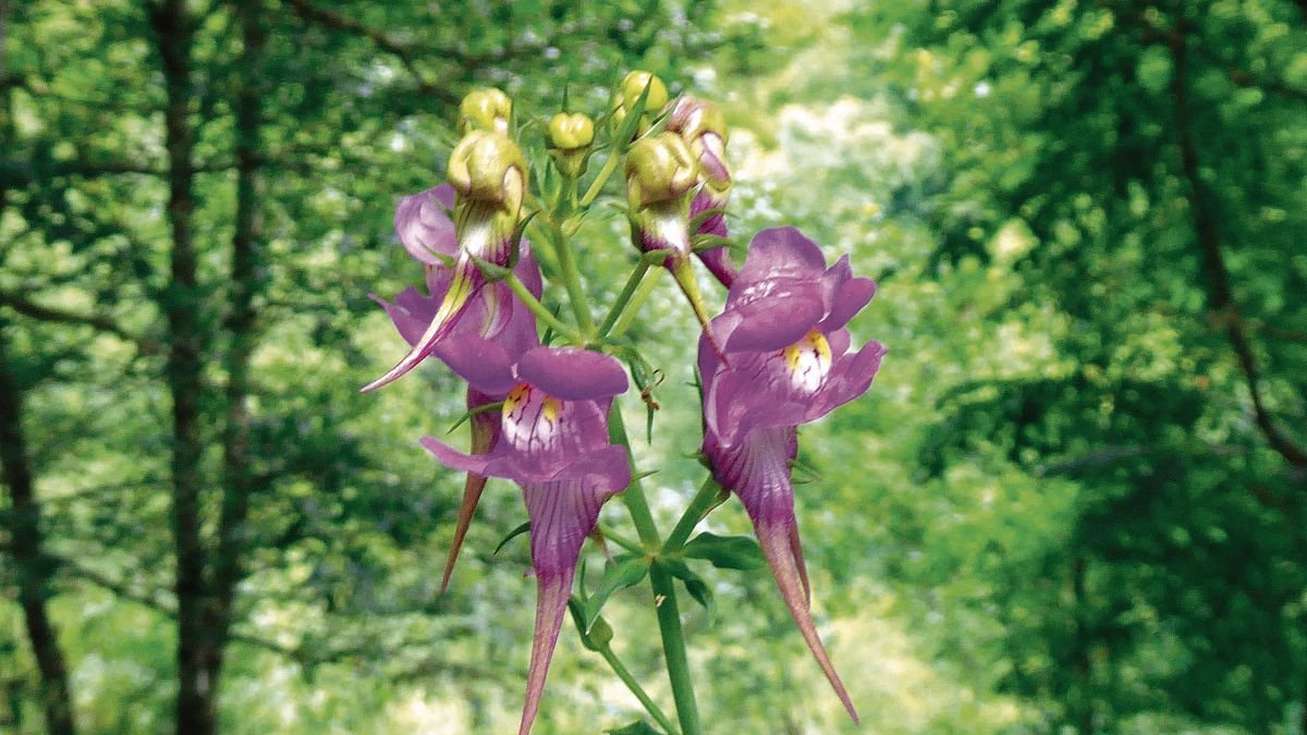 Un ejemplar de ‘Linaria triornithophora’.