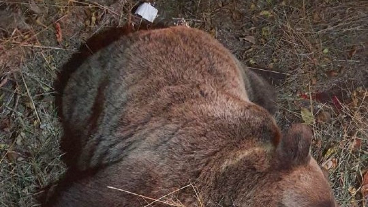 Osa atropellada en Rabanal.