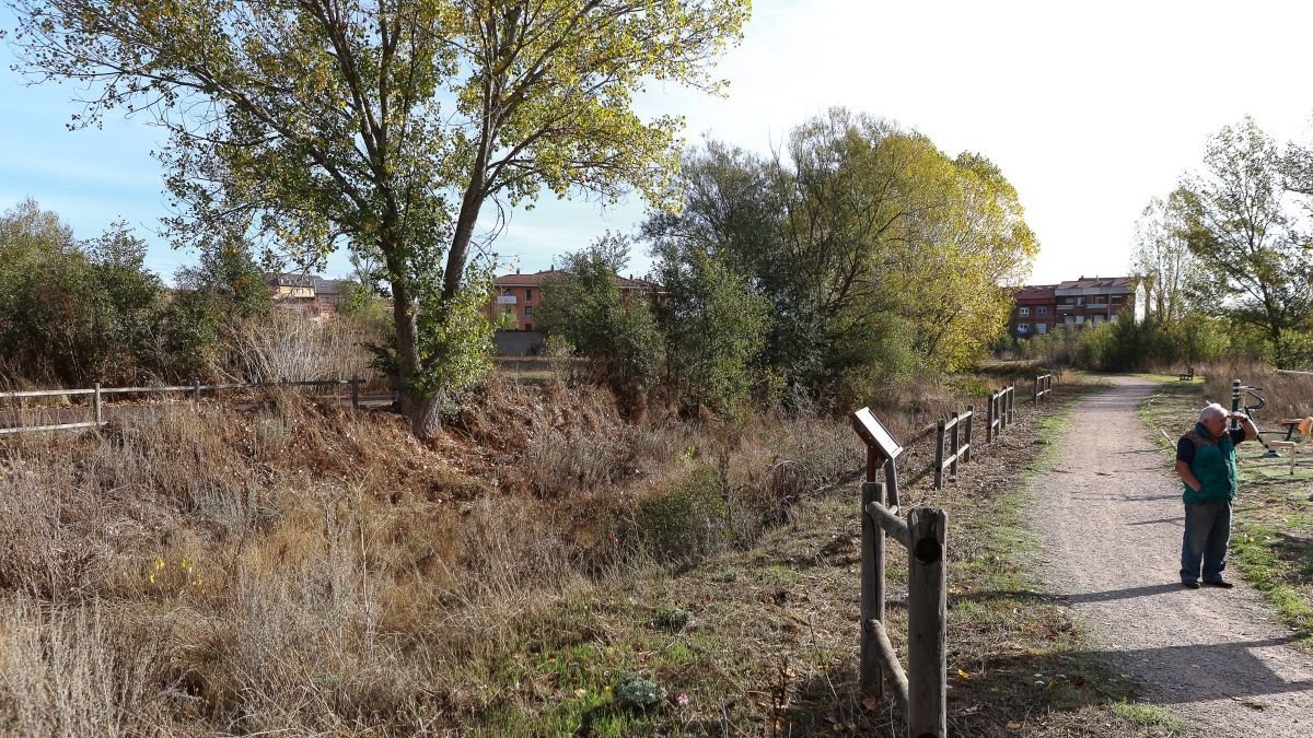 El cauce del Carbosillo está lleno de maleza en sus 6,5 kilómetros de recorrido desde San Andrés a Ferral.
