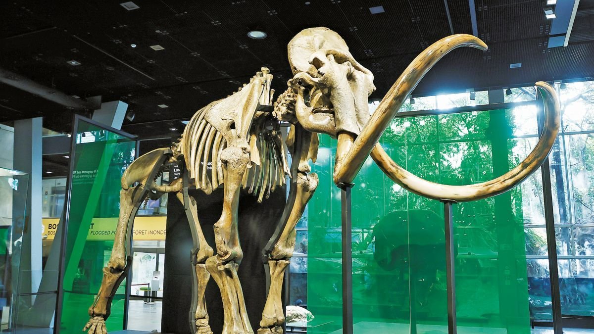 El esqueleto de mamut de la Edad de Hielo, de 40.000 y 50.000 años, en Cosmocaixa Barcelona.