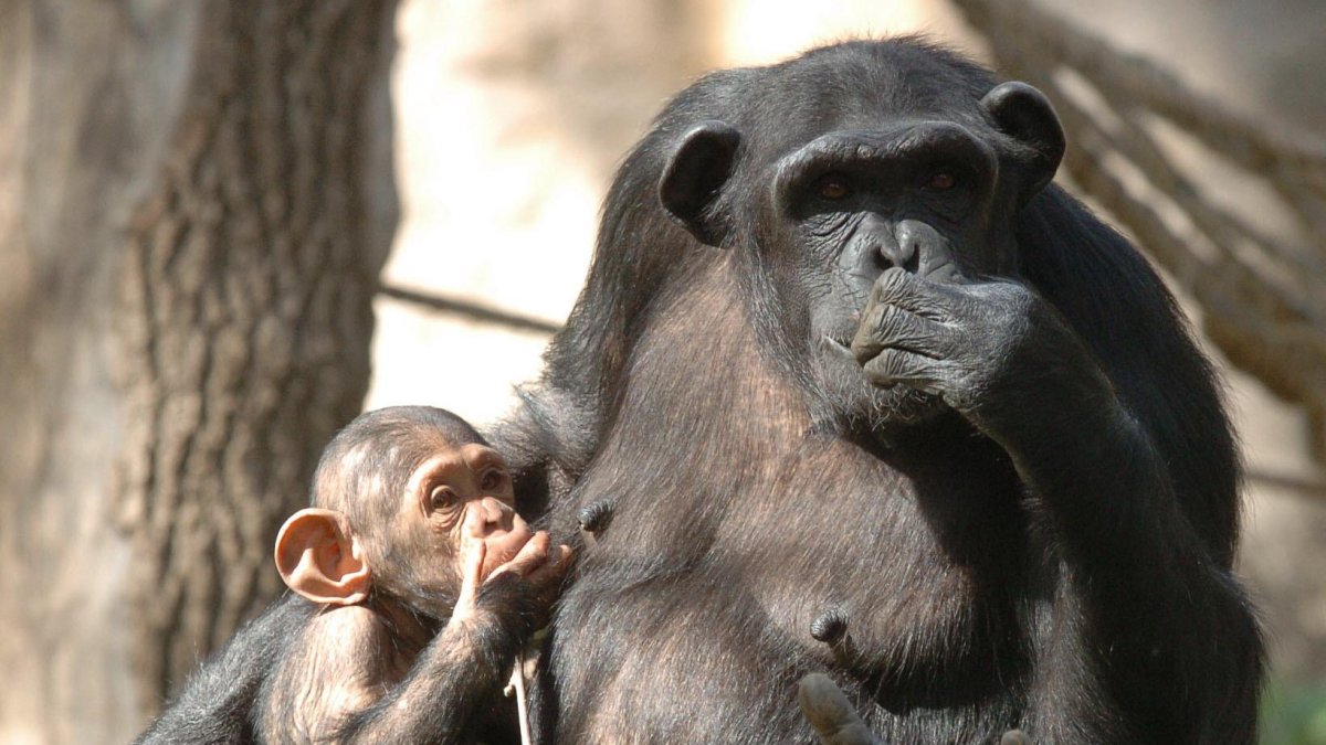 Una chimpacé con su cría durante la presentación de las nuevas instalaciones para chimpances en el Zoo de Barcelona.