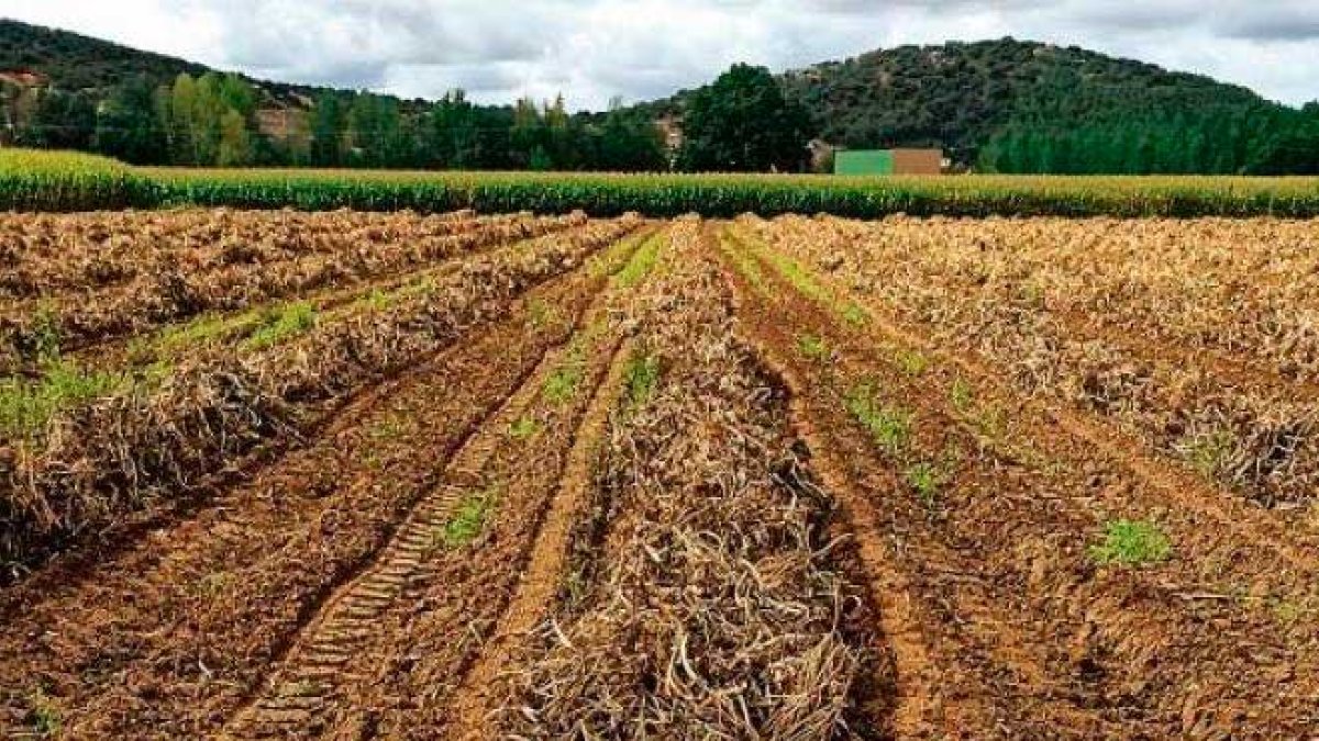 Un campo sembrado de la variedad de alubia plancheta.