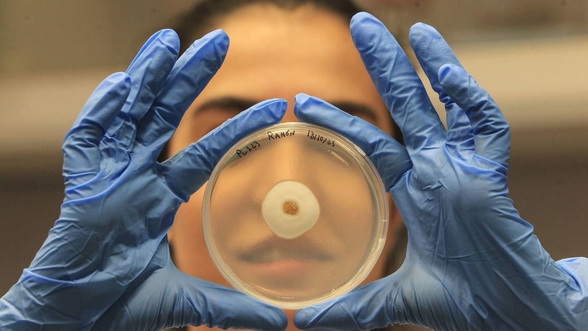 El Grupo de Investigación de Fitopatología de la Universidad de Alicante (UA) lidera un proyecto.