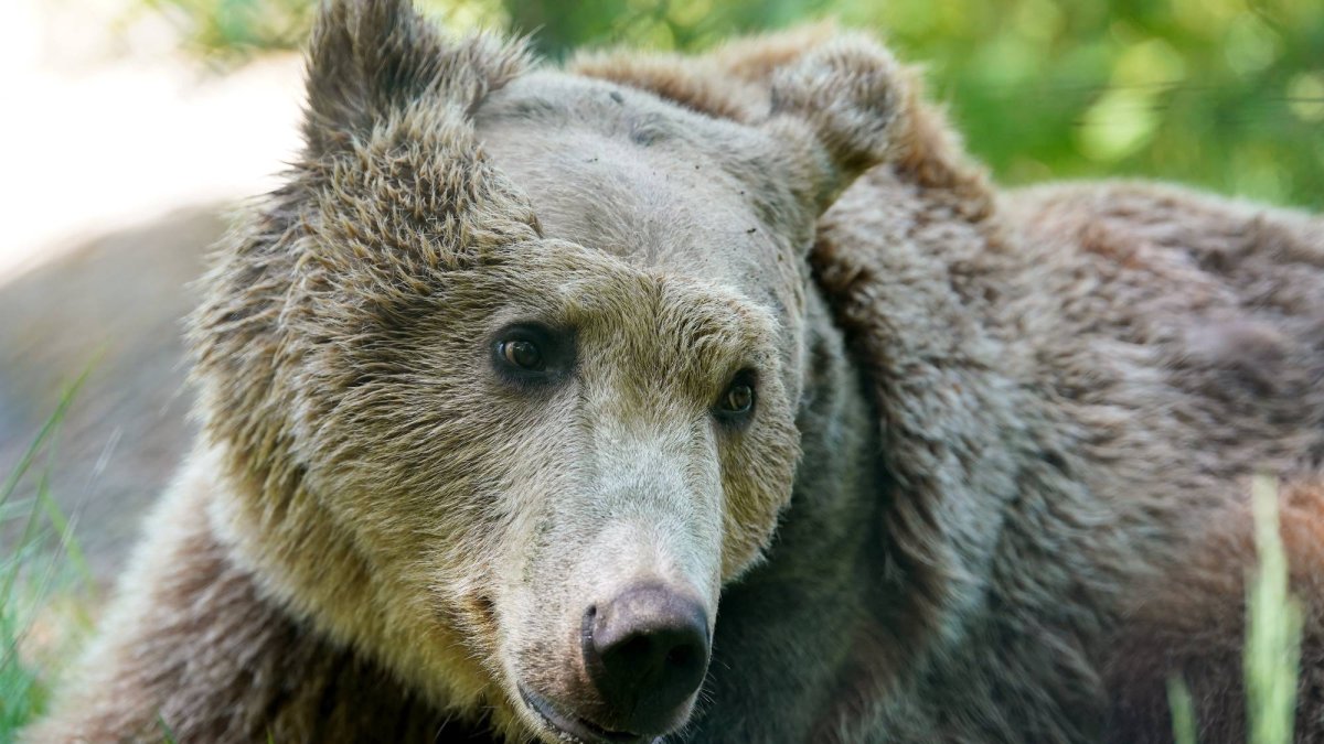 Boki, el oso pardo que fue operado con éxito para drenar líquido cerebral, es reintroducido con sus compañeros Fluff y Scruff en el Wildwood Trust, marcando un hito en la veterinaria británica.