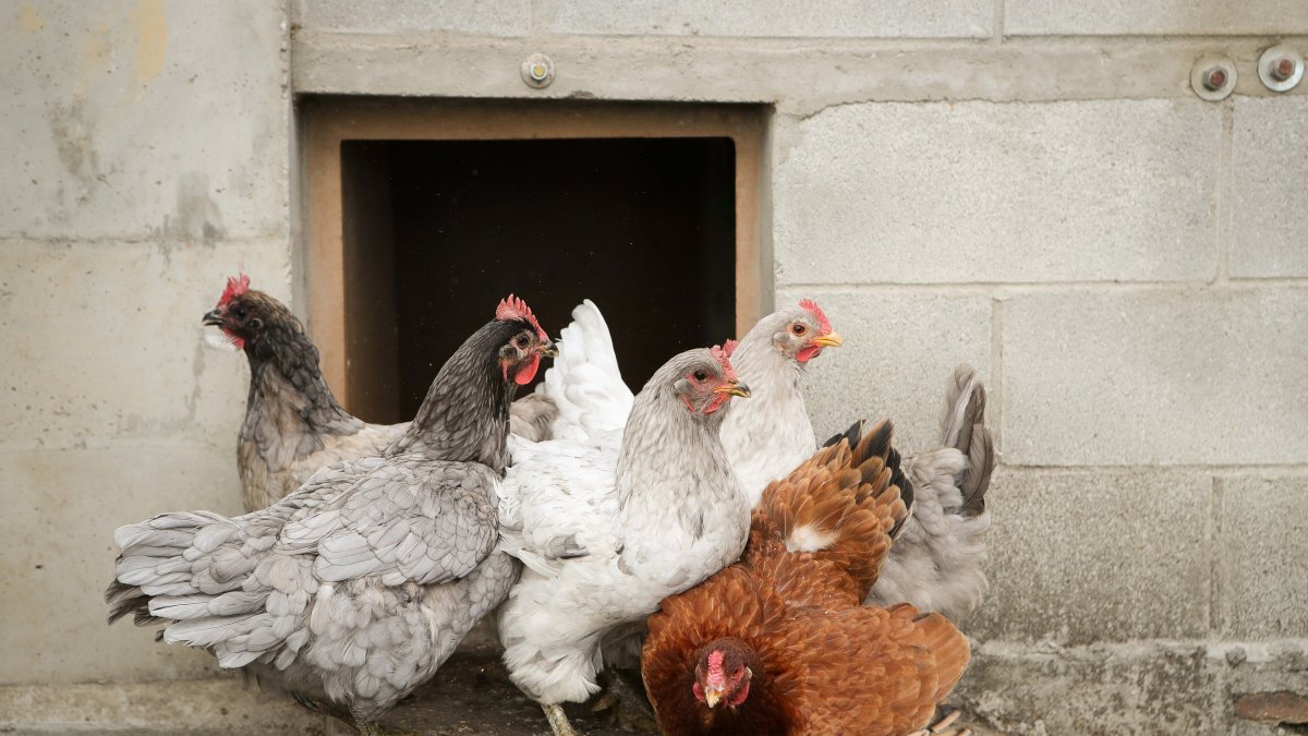 El Gobierno amplía el confinamiento de aves de cría a todas las granjas de España por la gripe aviar