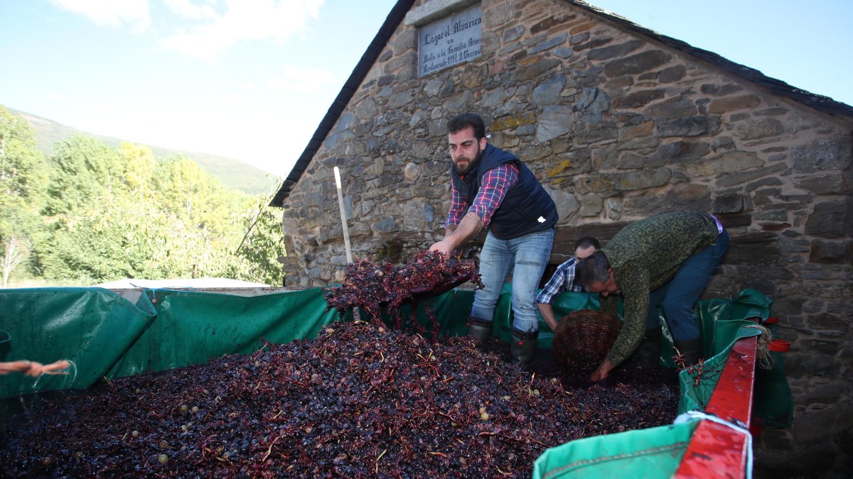 Preparación para comenzar con el proceso del pisado de la uva.