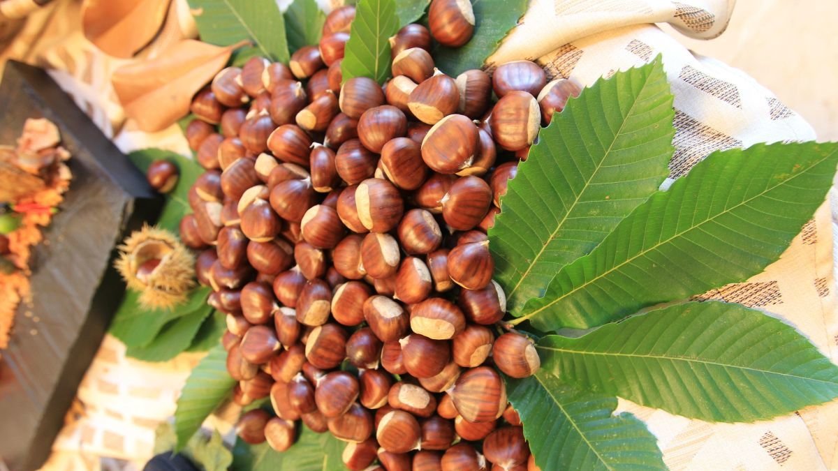 La castañas se visten de largo en Biocastanea.