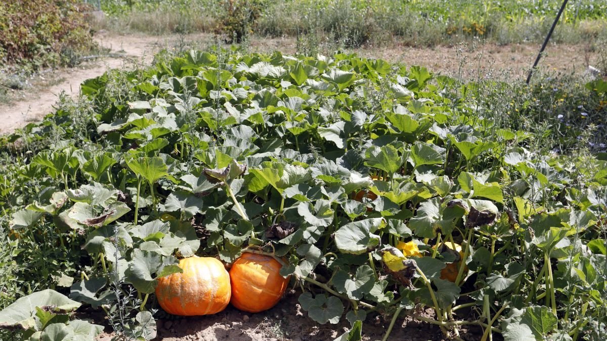Calabazas de cultivo ecológico en Reliegos.