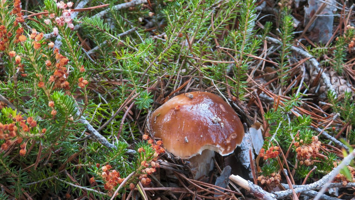 Ejemplar de boletus edulis en los montes de Soria.