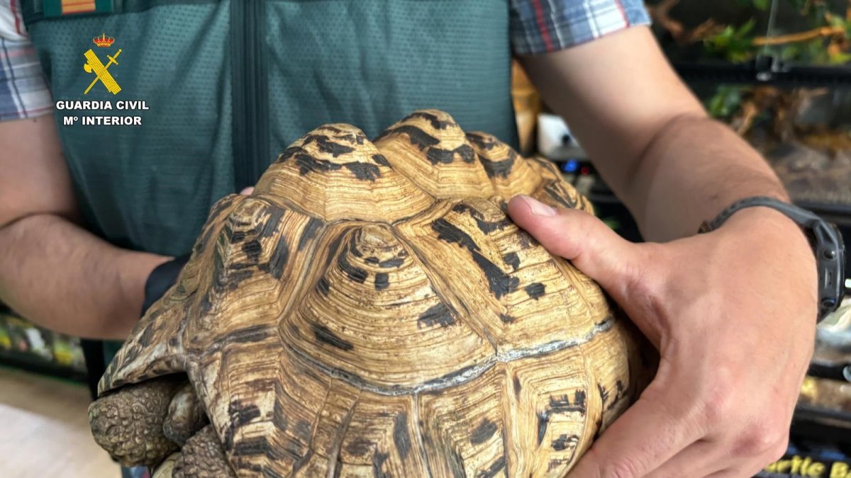 Intervenidos cerca de 500 animales exóticos protegidos en un falso refugio de Ávila.